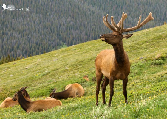 elk with harem, Rocky Mountain National Park