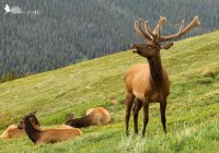 elk with harem, Rocky Mountain National Park