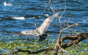 great blue heron, Barr Lake, Colorado, bird