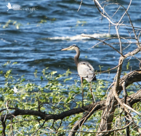 Once settled on the tree, this heron is no doubt checking out the fish in the shallow waters below.