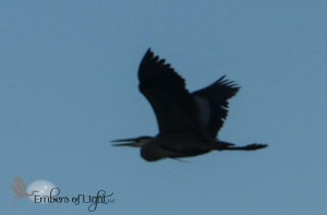 Great Blue Heron, heron sillouette, bird