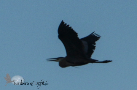 Great Blue heron in flight at dusk.