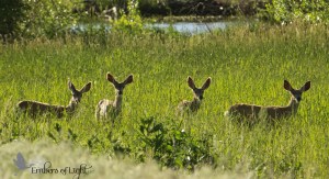 mule deer, Barr Lake, Colorado