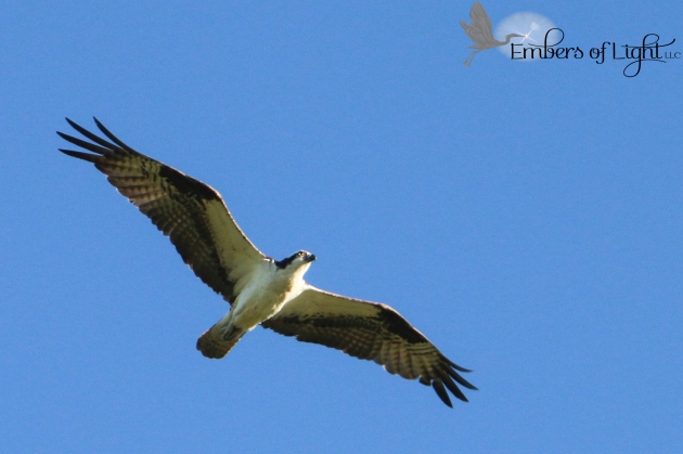 This osprey was beautiful. We saw its nest, with young chicks in it, too!
