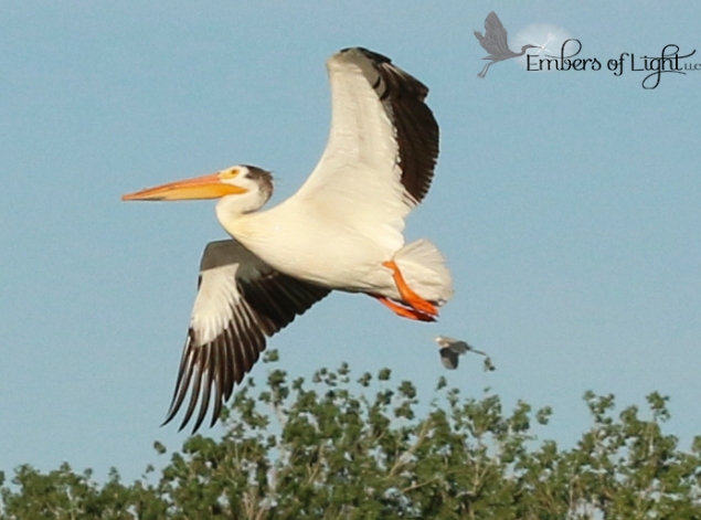I love these beautiful pelicans. They glide silently overhead like blimps. I don't know what the smaller is that trails this beauty.