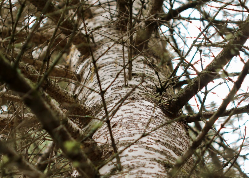 tree trunk, tree branches