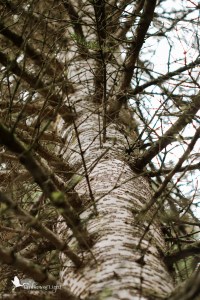 tree trunk, tree branches