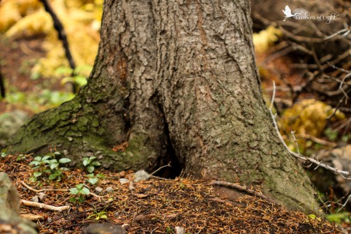 If I was a fairy, I'd like a cozy niche like this one for my home!