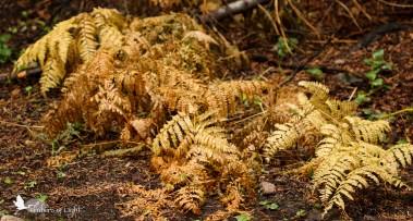 It's getting below freezing at night, here in the mountains where this picture was taken. The delicate little ferns just can't handle the cold.