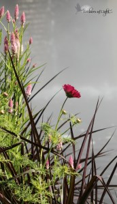 red poppy, pink flowers