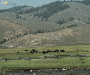 Colorado, cattle, hills, fence