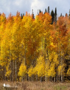 Rabbit Ears Pass, Colorado