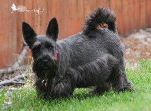 Auffenpinscher/Schnauzer mix, black dog,