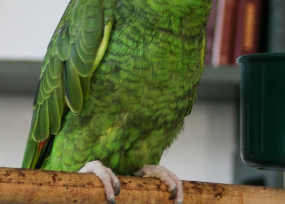Green-cheeked Amazon parrot, Red-lored Amazon parrot, green parrot, red-crowned Amazon, Amazona viridigenalis