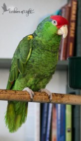 Hanna the Green-Cheeked Amazon was discarded by the breeder when she was hurt by other birds. We got her from an avian rescue.