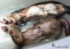 Noodle and Sisko were Craig's list rescues too.