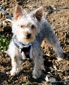 Silky Terrier, dog, walking harness