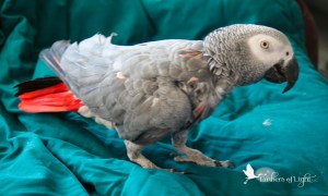 African Grey Parrot, Psittacus erithacus, smiling parrot