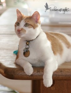 Russell Sprout, orange-and-white cat