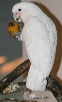Sugar the Goffin's Cockatoo was adopted from an avian rescue.
