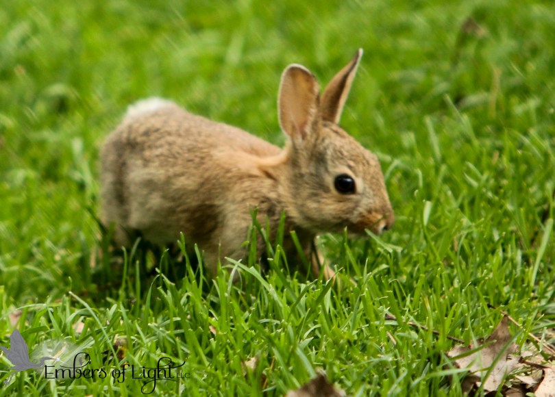 baby bunny