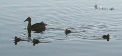 Will mom and ducklings have the same point of view?
