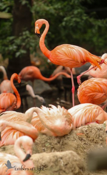 Ahhh, such an ability to balance. The flamingo stands in equilibrium on only one leg.