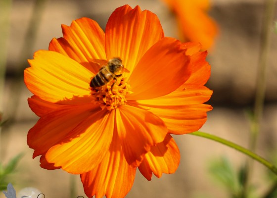Orange flower, bee