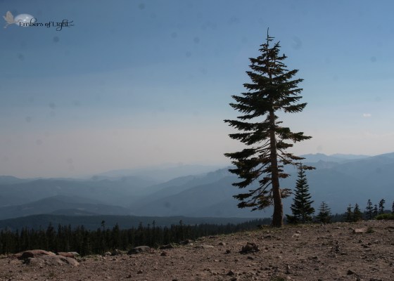 View from Mt. Shasta, pine, mountains