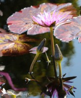 pink water lily, water lily buds