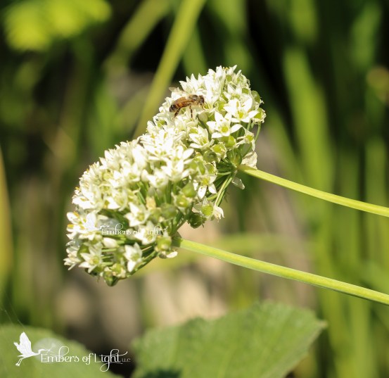 Like this bee, I want several blossoms to chose from.