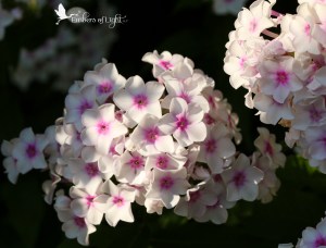 Clusters of white flowers with pink centers, flowers