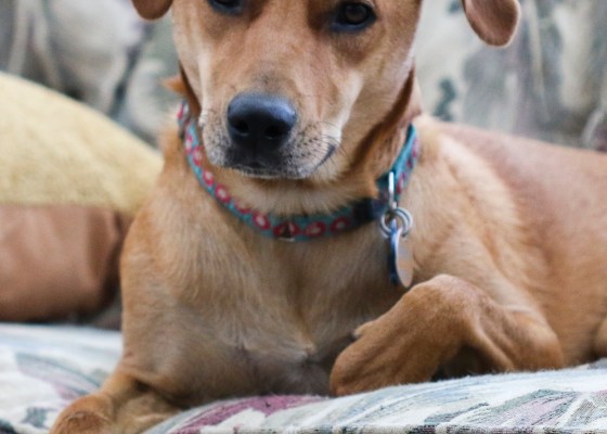 dog, worried, anxious