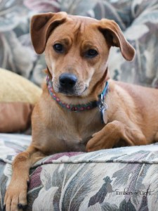 dog, worried, anxious