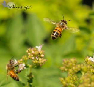 These bees have lots of work to do. They don't ask the queen what she needs; they just know.