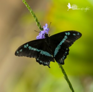 butterfly, purple flower