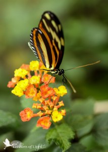 butterfly, flowers