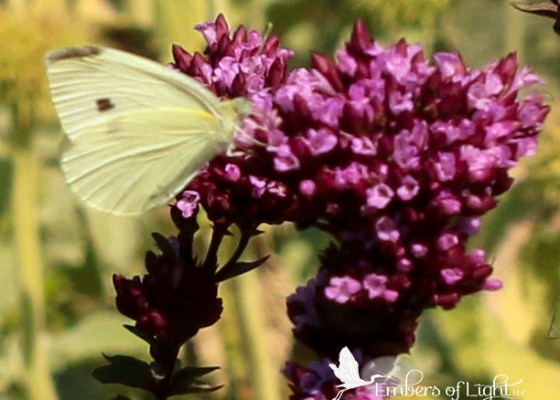 purple flowers, yellow butterfly, purpose