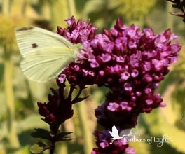The butterfly never needs to ask what its life's work is. It just knows and gets started.