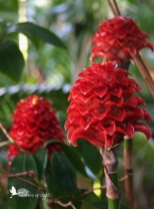 This post is brought to you by the color RED, Sera's trademark.