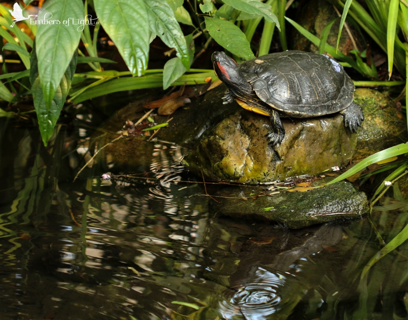 Turtle, pond ripples