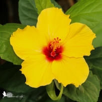 yellow hibiscus, butterfly pavilion