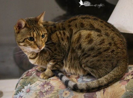 bengal cat