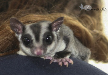 sugar glider