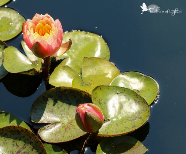 Peach water lilies