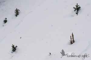 pine saplings in snow