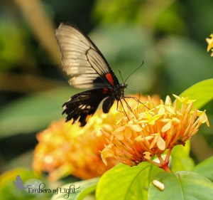 butterfly, orange flowers