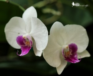 orchids