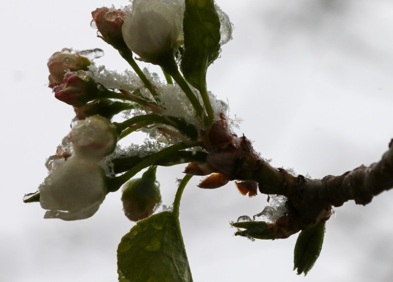 snowy blossom