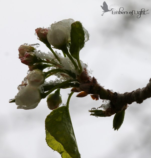 snowy blossom